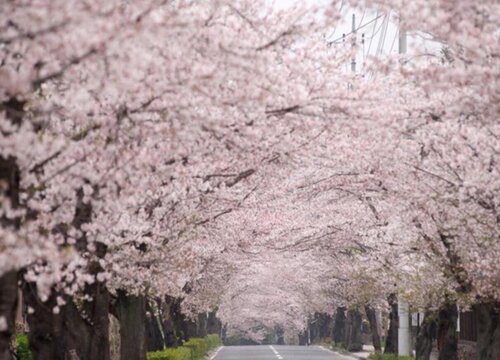 樱花一年开几次花
