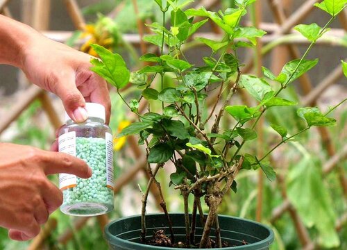 茉莉花盆栽叶子不油亮怎么回事