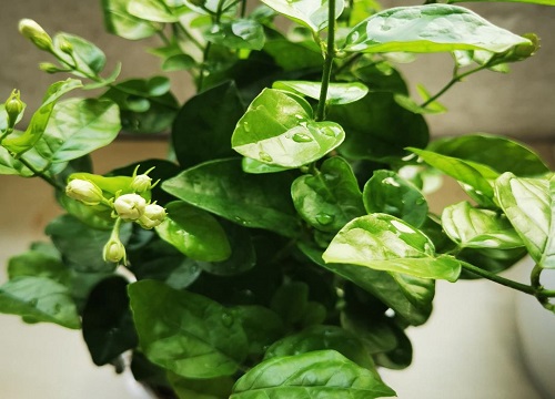 茉莉花盆栽叶子不油亮怎么回事