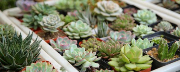 房间适合养什么花