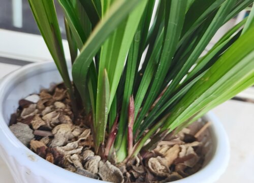 兰花新芽不长应该怎么养护