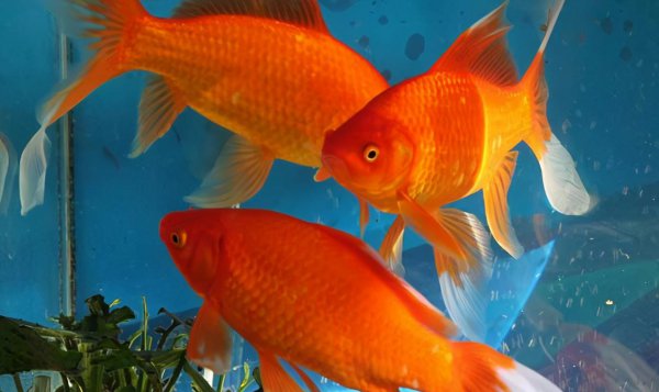 草金鱼和锦鲤的区别及图片