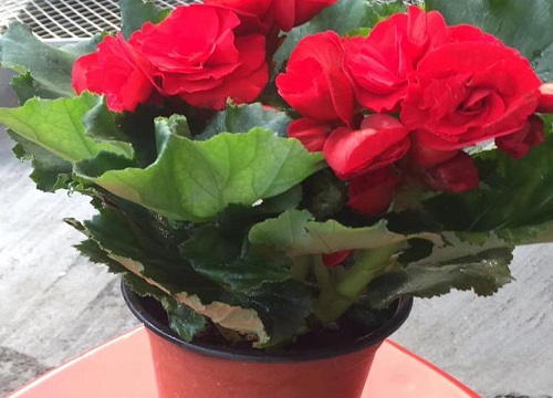 玫瑰海棠一年开几次花