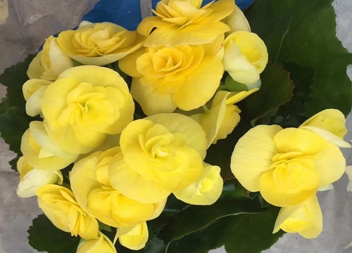 玫瑰海棠一年开几次花