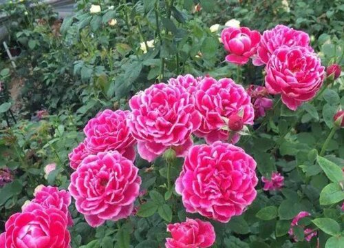 日本玛丽月季好养吗