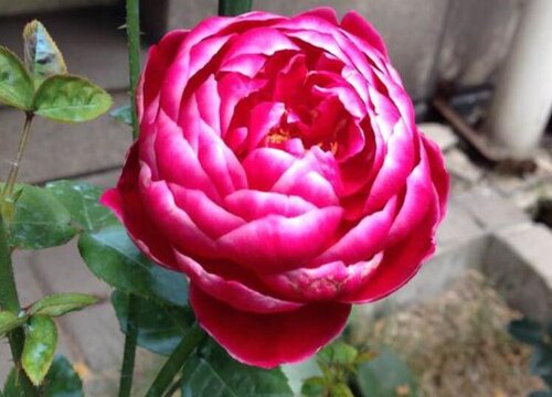 日本玛丽月季好养吗