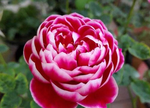 日本玛丽月季好养吗