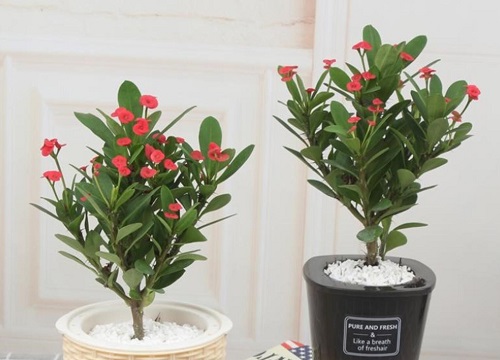 虎刺梅适合大盆还是小盆