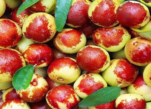 枣子是热性还是凉性