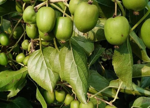 枣子是热性还是凉性