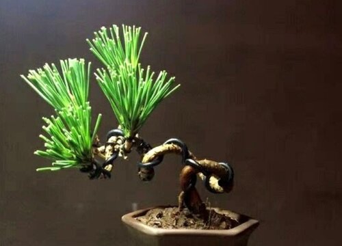 五针松品种排名