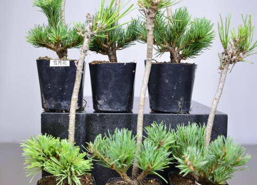 五针松品种排名