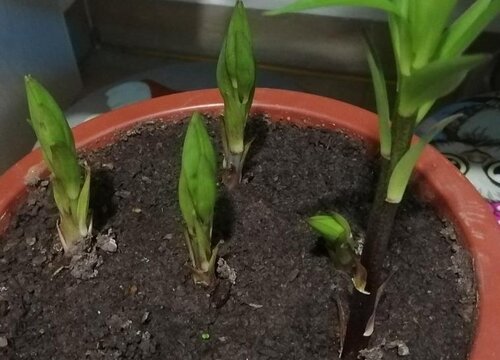 百合花一直不长怎么办