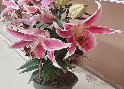 百合花一直不长怎么办