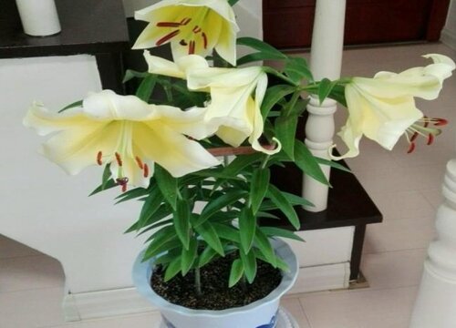 百合花一直不长怎么办