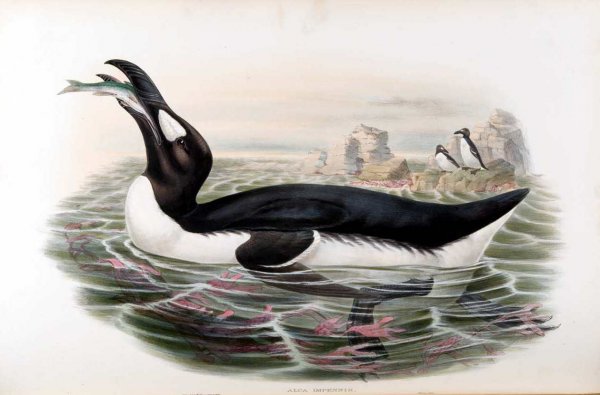 为什么北极没有企鹅