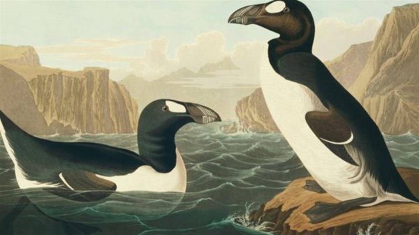 为什么北极没有企鹅