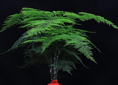 冬季文竹怎么浇水开春后长势旺