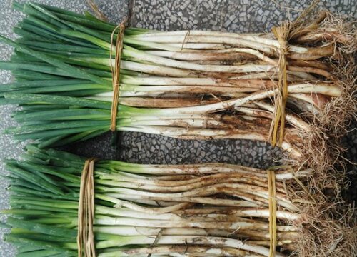 怎样保存大葱过冬保鲜时间长