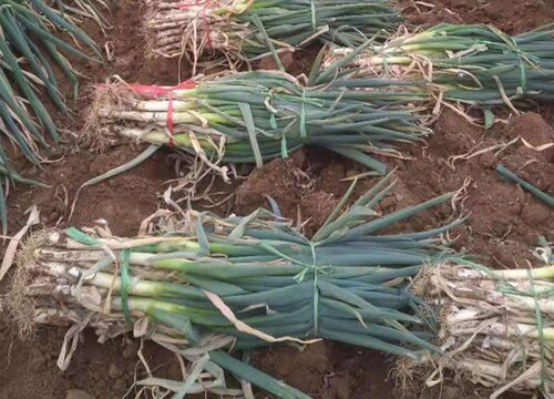 怎样保存大葱过冬保鲜时间长