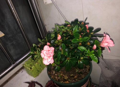 杜鹃花耐寒最低温度是多少