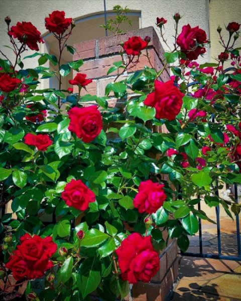 玫瑰国度的天使月季优缺点