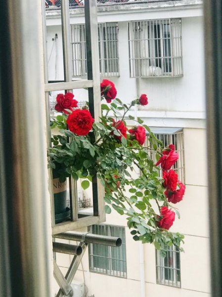 玫瑰国度的天使月季优缺点