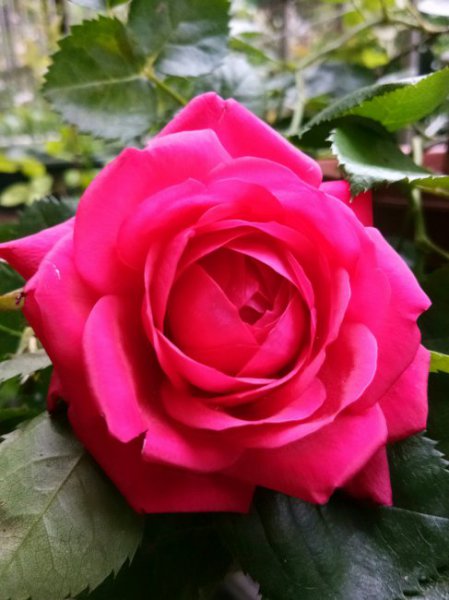 玫瑰国度的天使月季优缺点