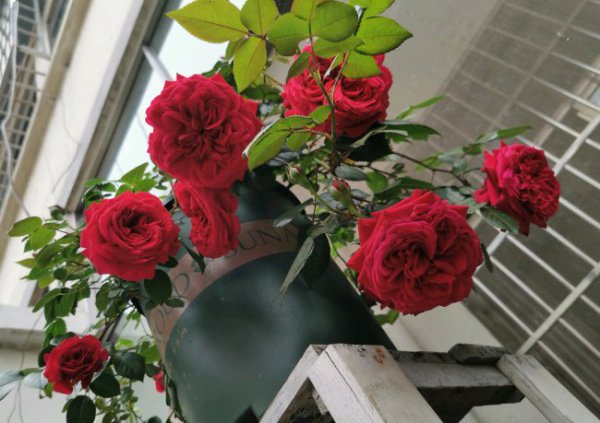 玫瑰国度的天使月季优缺点