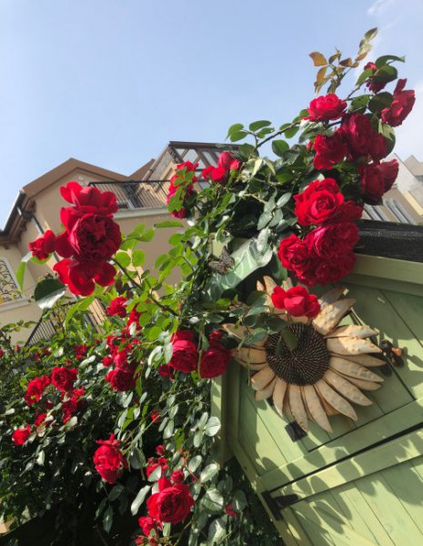 玫瑰国度的天使月季优缺点