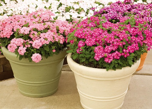 美女樱什么时候播种合适