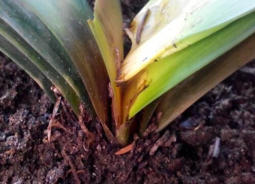 君子兰病虫害防治方法与措施