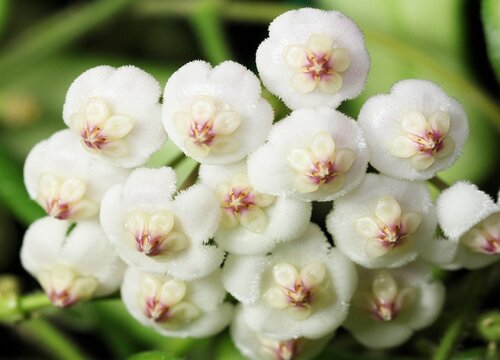 球兰哪个品种最好