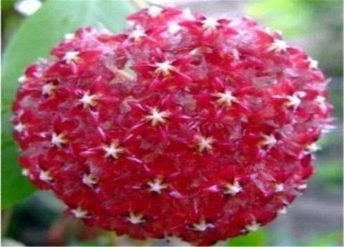 球兰哪个品种最好