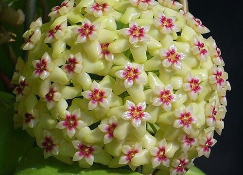 球兰哪个品种最好