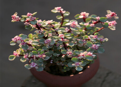 购买雅乐之舞要避开的商家套路