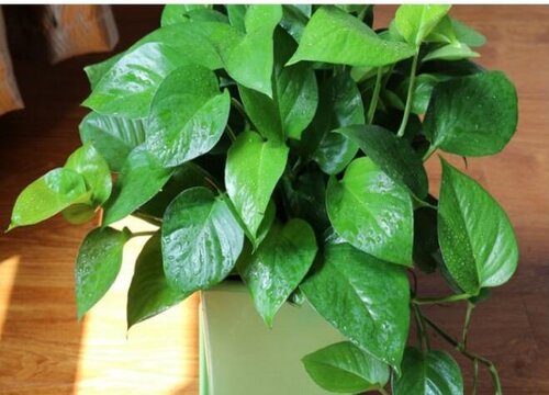 绿萝放在家里哪个位置风水好