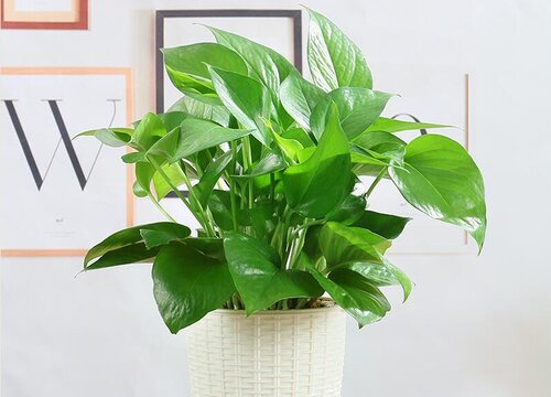 绿萝放在家里哪个位置风水好