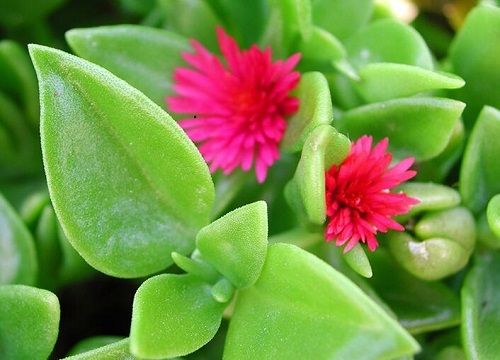 最名贵的吊兰品种