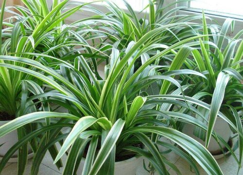 最名贵的吊兰品种