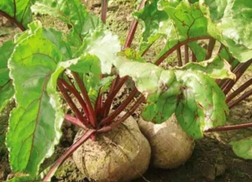甜菜最佳种植时间