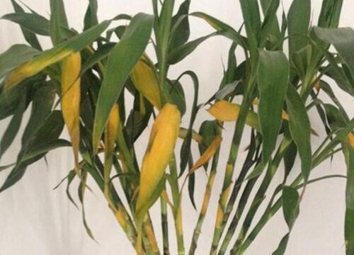 富贵竹叶子发黄了应该怎么处理