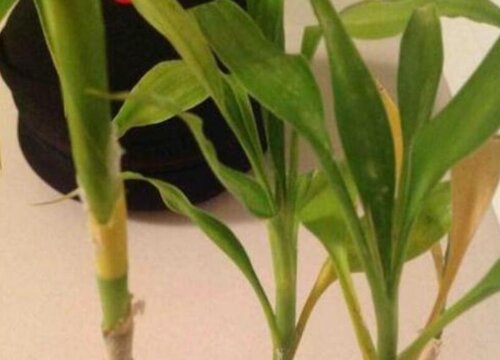 富贵竹叶子发黄了应该怎么处理