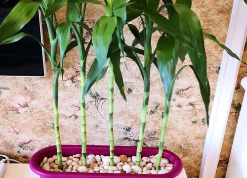 富贵竹叶子发黄了应该怎么处理