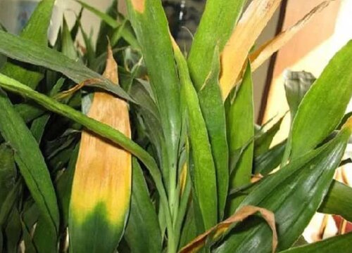富贵竹叶子发黄了应该怎么处理