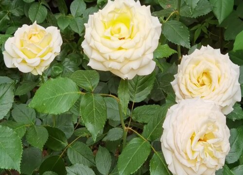 月季花头突然打蔫了怎么回事