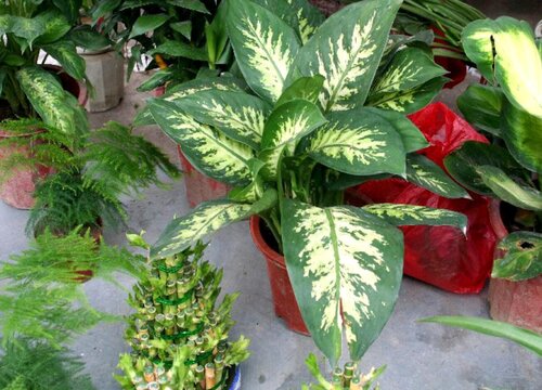 大叶万年青怎么分盆容易成活