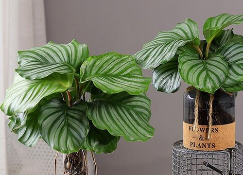 大叶万年青怎么分盆容易成活