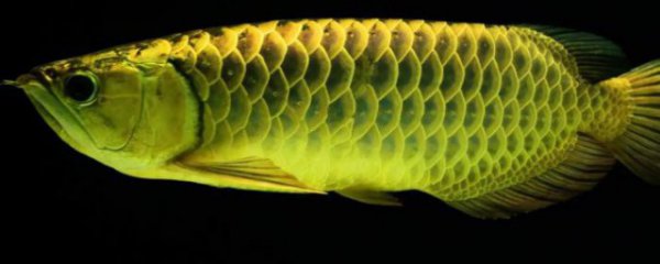 龙鱼立鳞的原因