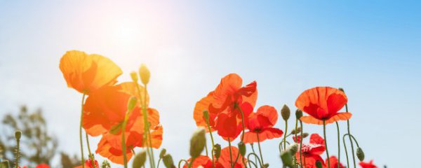 励志软文晚安正能量句子